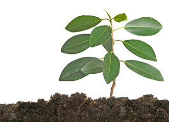 Tree seedling growing from soil