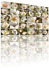 Абстрактный мультимедийный экран с изображениями цветов яблони