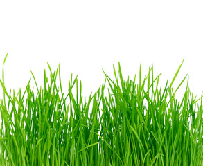 Isolated green grass