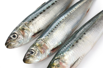 japanese sardine, japanese pilchard