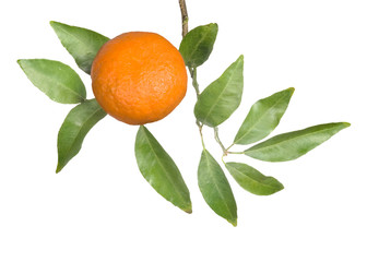 Tangerine on branch