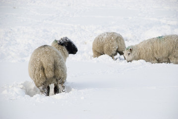 Sheep in snow