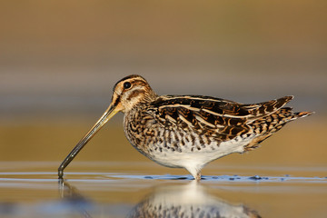 Common snipe