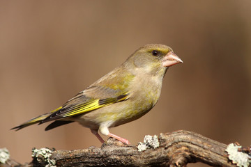 Obraz premium Greenfinch