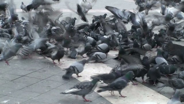 bando de pombas a comer