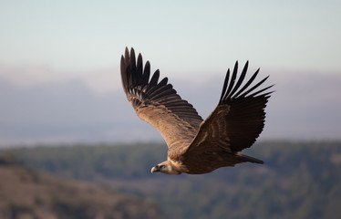 Fototapeta na wymiar Vulture w Gorges z Duraton, Segovia, Hiszpania