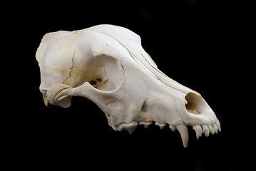 Dog skull
