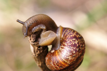 snail macro shot