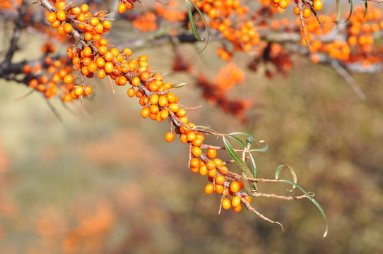 Sea Buckthorn berries