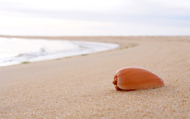 Sea shell in beach sand