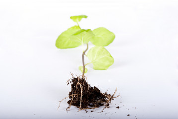 new life