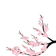 Naklejka premium Cherry blossom branch over white background