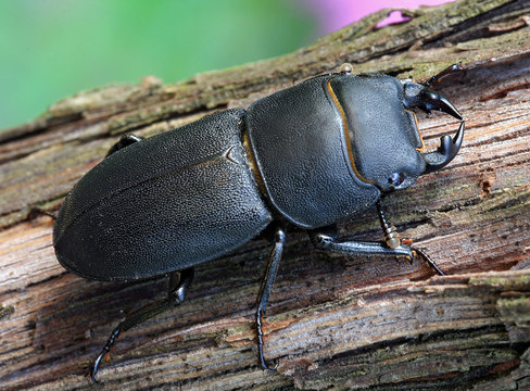 Black beetle Dorcus parallelipipedus