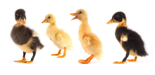 The black small duckling