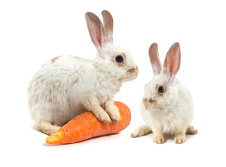 Obraz premium White small rabbit