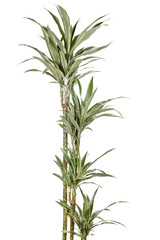 Dracaena plant