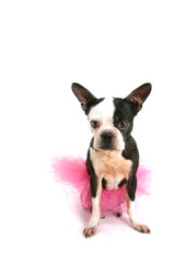 Boston terrier with a tutu