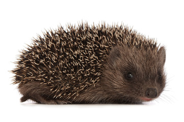 hedgehog