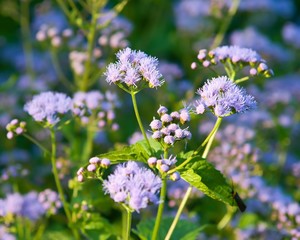 Close-up of purple flower
