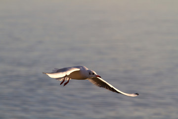 Möwe, Laridae