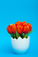 Colorful tulip flowers in the white pot