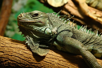Leguan Iguana