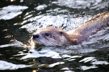 European Otter