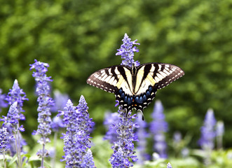 butterfly in the green nature