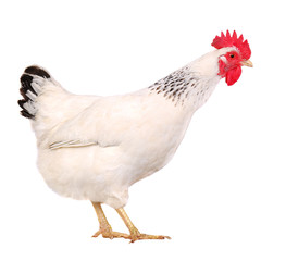 white hen