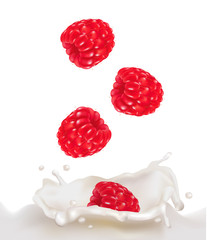 Red raspberry fruits falling into the milk splash. Vector