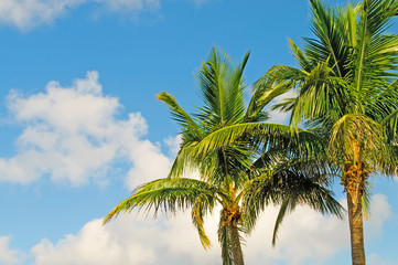 Fototapeta na wymiar Palms trees on the beach during bright day