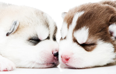 Close-up sleeping husky puppy