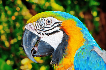 Colourful parrot bird sitting on the perch