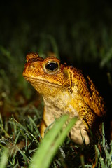 Cain Toad