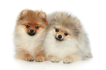 Spitz Puppies (5 months) on a white background