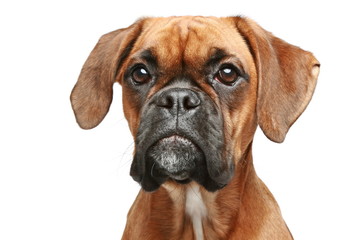 German boxer close-up portrait