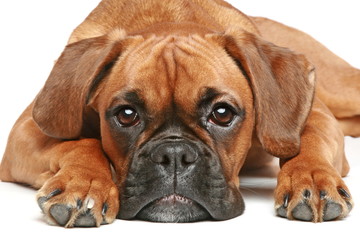 Obraz premium German Boxer puppy (5 month) lying on a white background