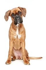 Obraz premium Funny boxer puppy sitting on a white background