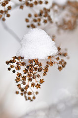 dried winter plant with snow close up