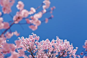 sakura and skyblue