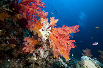 Naklejka na ściany i meble Marine life in the Red Sea.