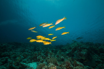 Yellowsaddle goatfish in the Red Sea.
