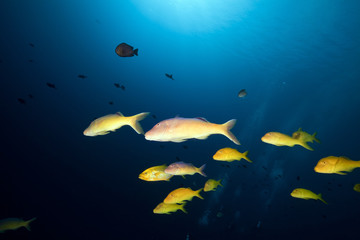 Fototapeta na wymiar Yellowsaddle goatfish in the Red Sea.