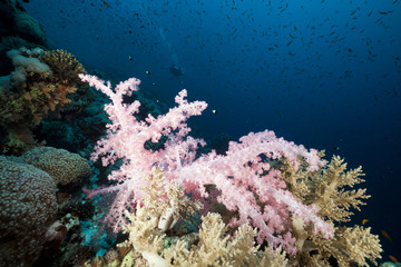 Naklejka na ściany i meble Marine life in the Red Sea.