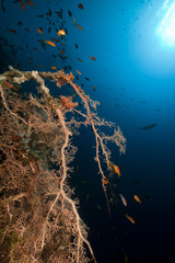 Fototapeta na wymiar Marine life in the Red Sea.