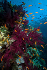 Plakat Marine life in the Red Sea.