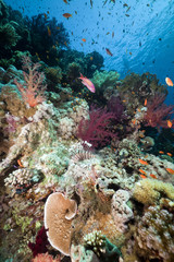 Marine life in the Red Sea.