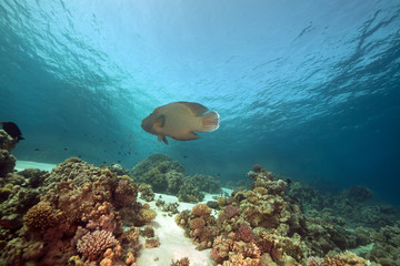 Napoleon wrasse and coral in the Red Sea.