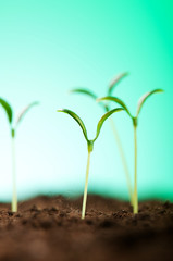 Green seedling illustrating concept of new life