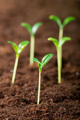 Green seedling illustrating concept of new life